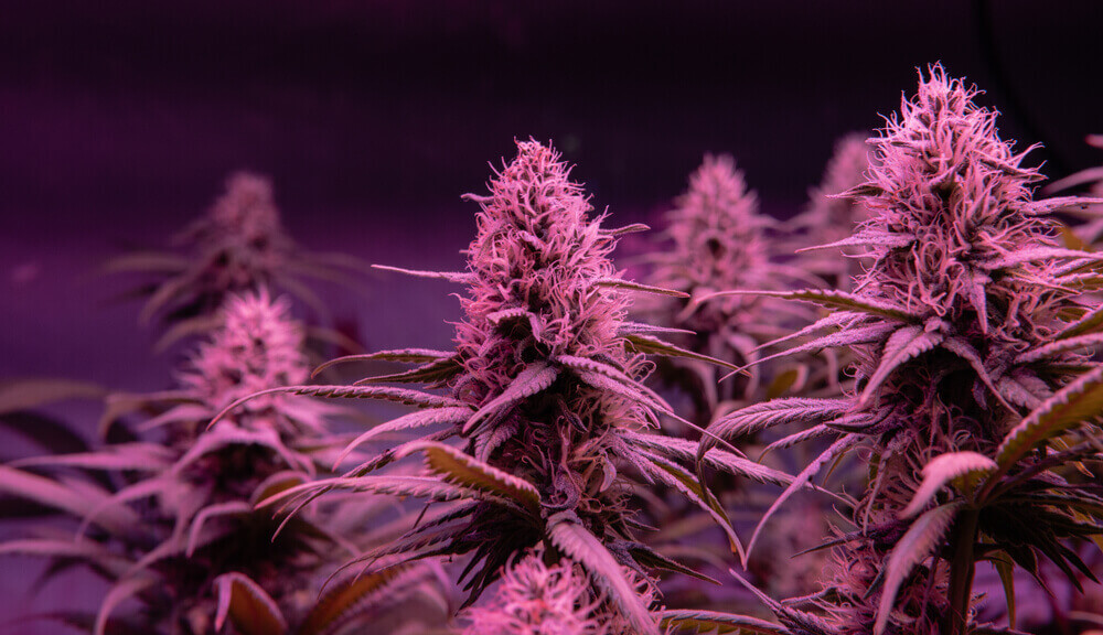 Weed Wonderland Navigating the Landscape of Cannabis