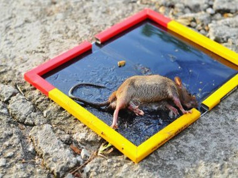 The Ultimate Guide to Pest Control for Rats
